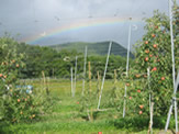 信州荻原農園の「元気なリンゴ」