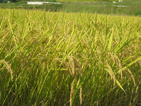 信州荻原農園の「元気な野菜」